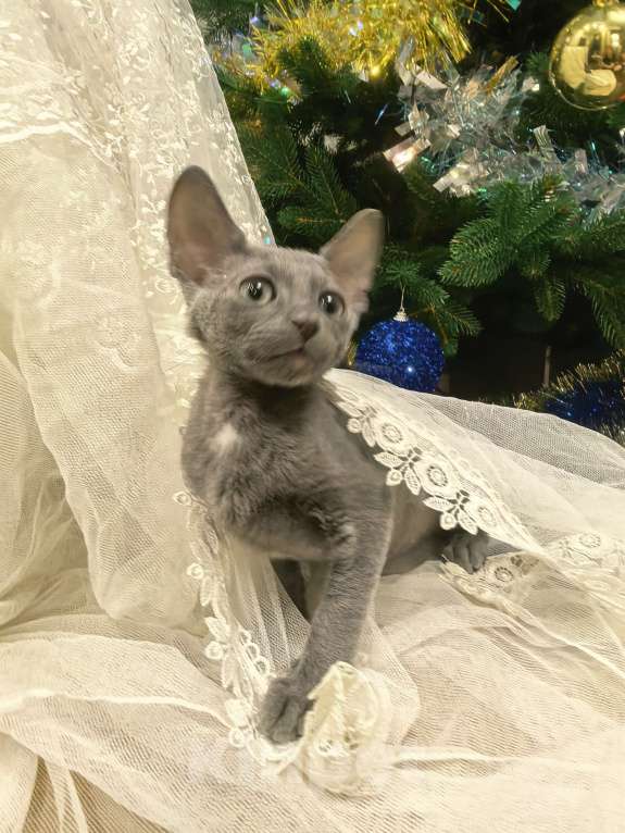 Кошки в других городах Тульской области: Маленькая принцесса Алиса Девочка, 50 000 руб. - фото 2