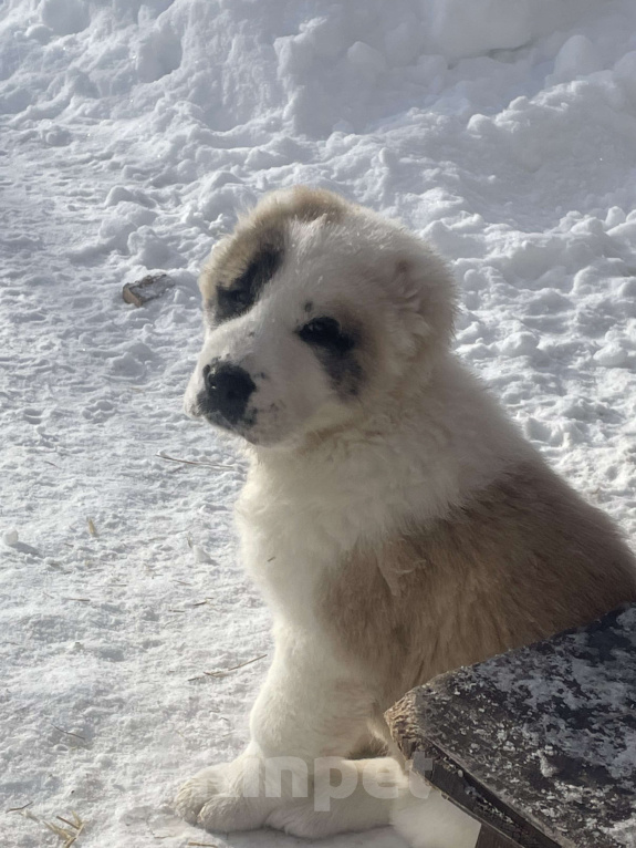 Собаки в Москве: Среднеазиатская овчарка, алабай, щенок Девочка, Бесплатно - фото 3