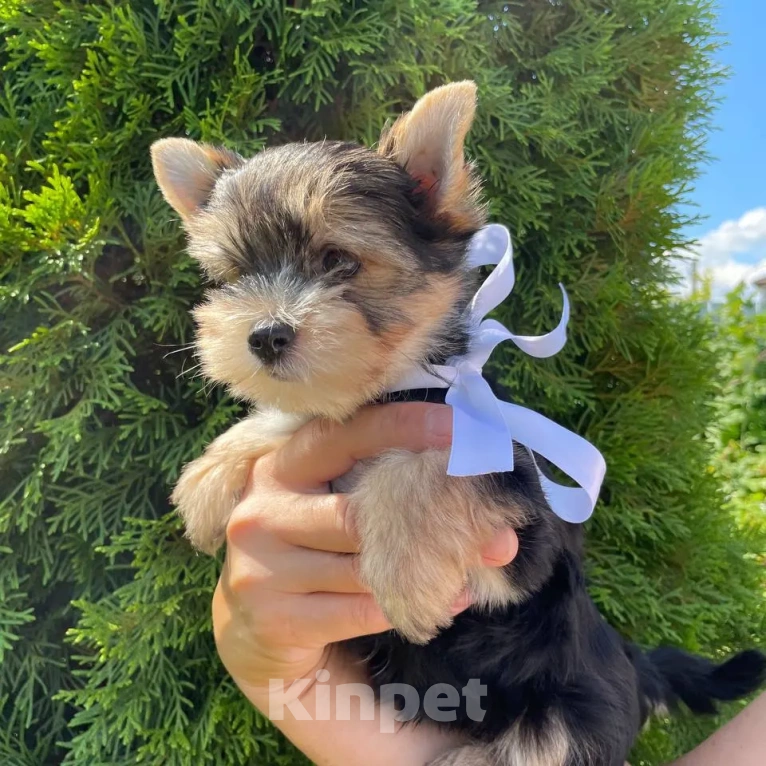 Собаки в Москве: Щенок-мальчик цветного йорка  Мальчик, 25 000 руб. - фото 2