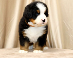 Собаки в Москве: Щенки Бернского Зенненхунда Мальчик, Бесплатно - фото 7