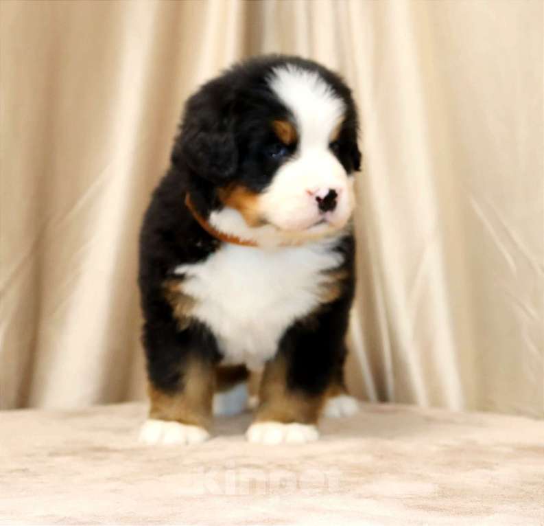 Собаки в Москве: Щенки Бернского Зенненхунда Мальчик, Бесплатно - фото 7