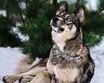 Собаки в Серпухове: Метис Лайки очень красивая Найдочка Девочка, 10 руб. - фото 4