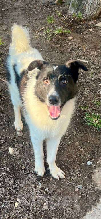 Собаки в других городах Московской области: Элвис  якутенок в добрые руки Мальчик, Бесплатно - фото 4