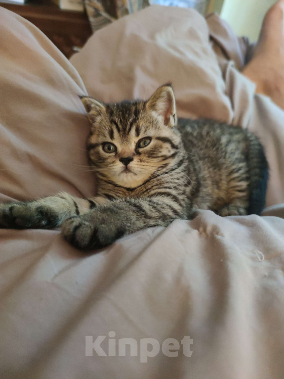 Кошки в других городах Московской области: Котенок Девочка, Бесплатно - фото 1