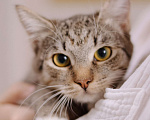 Кошки в Москве: Котенок в добрые руки Девочка, Бесплатно - фото 1