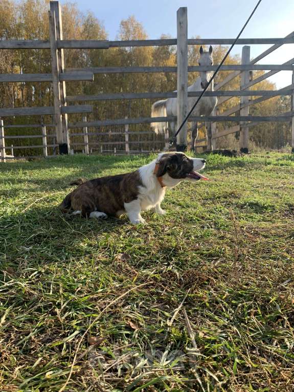 Собаки в Новосибирске: Вельш-корги Мальчик, 40 000 руб. - фото 3