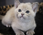 Кошки в Подольске: Котенок Бурмы Мальчик, 50 000 руб. - фото 2