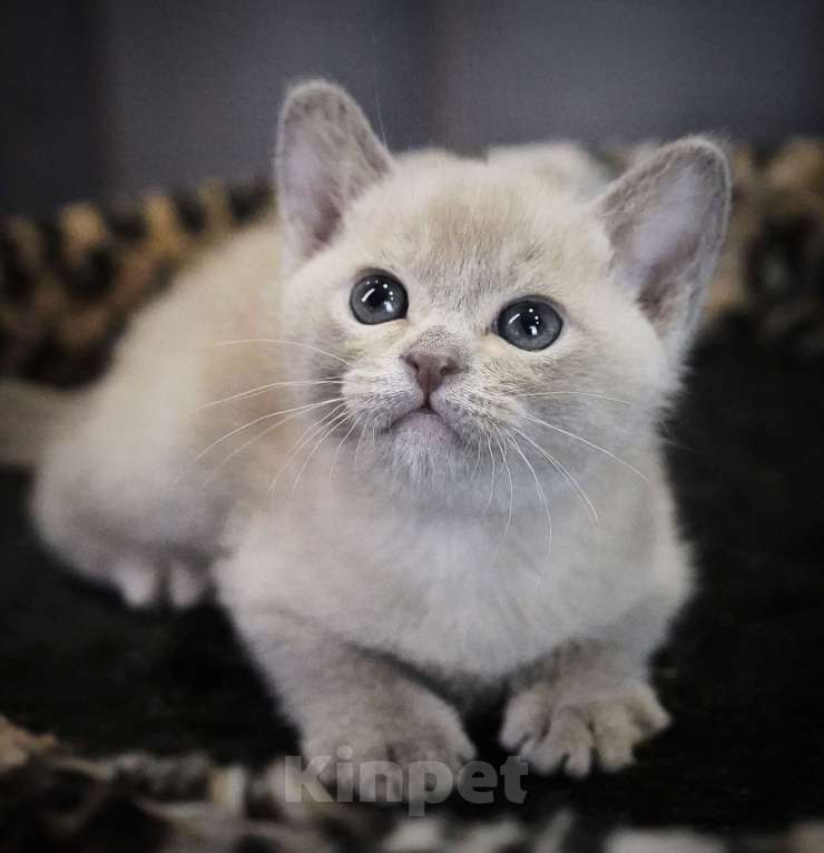 Кошки в Подольске: Котенок Бурмы Мальчик, 50 000 руб. - фото 2