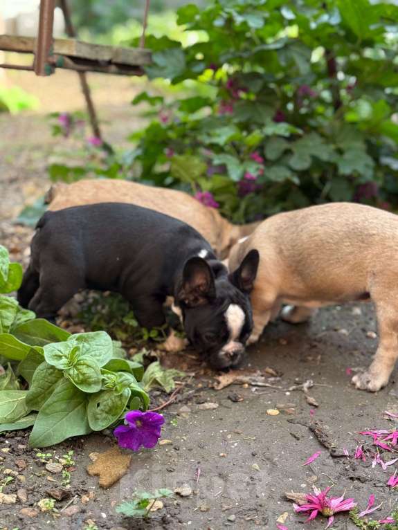 Собаки в Тимашевске: Щенки французского бульдога Мальчик, 20 000 руб. - фото 6