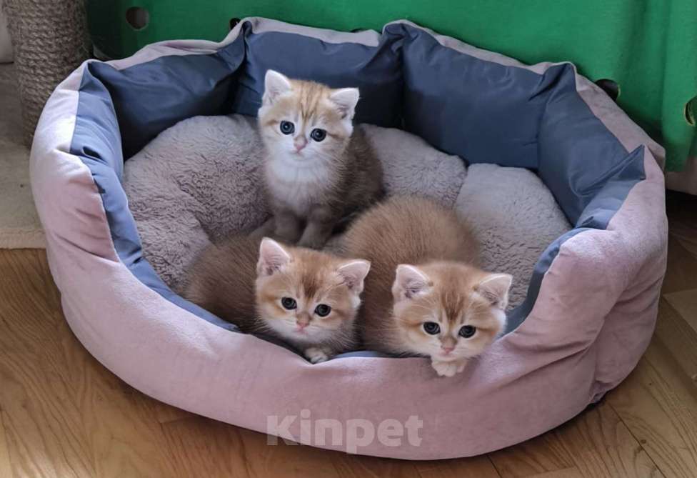 Кошки в Москве: Британская короткошерстная золотого окраса Разнополые, 30 000 руб. - фото 5