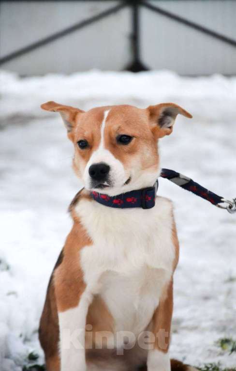 Собаки в Москве: Американский булли в добрые руки Девочка, Бесплатно - фото 5