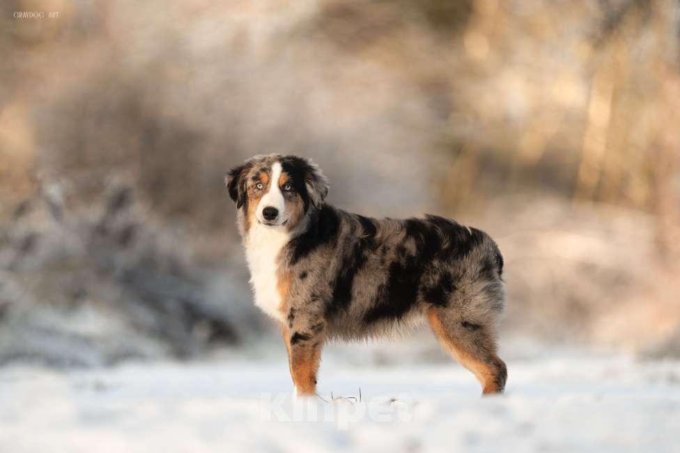 Собаки в Москве: Миниатюрная Американская Овчарка Щенок  Мальчик, 90 000 руб. - фото 1