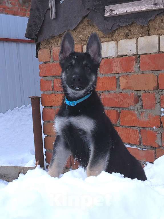 Собаки в других городах Краснодарского края: Щенки Восточноевропейской овчарки  Девочка, 60 000 руб. - фото 9