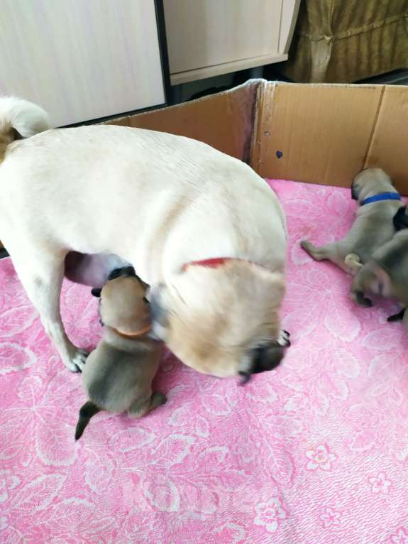 Собаки в Невьянске: Щенки мопса Девочка, 23 000 руб. - фото 3