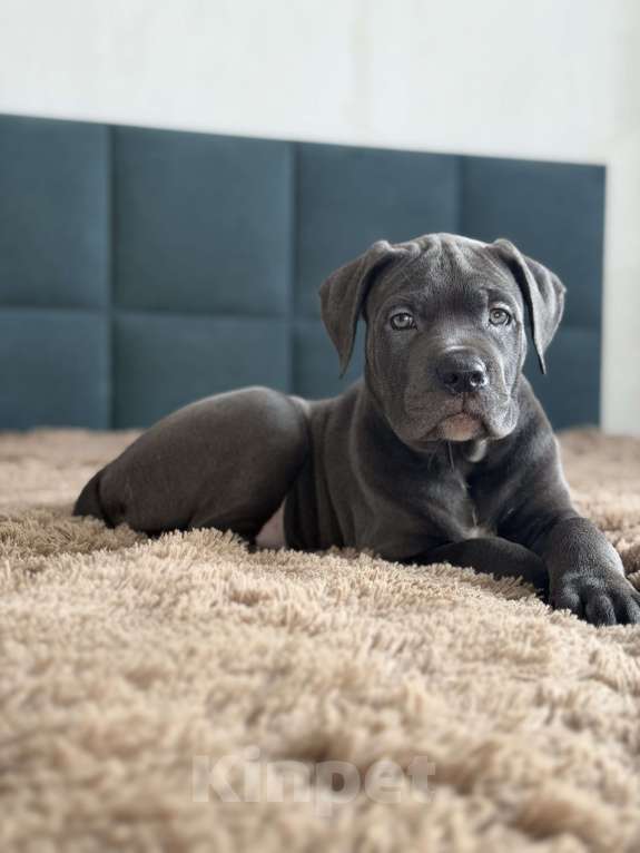 Собаки в Краснодаре: Щенки Кане корсо Девочка, 60 000 руб. - фото 4