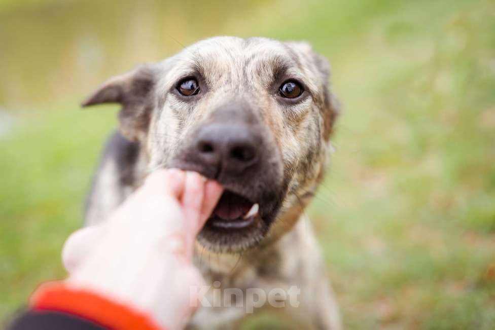 Собаки в Москве: Собака из приюта в добрые руки Мальчик, Бесплатно - фото 5