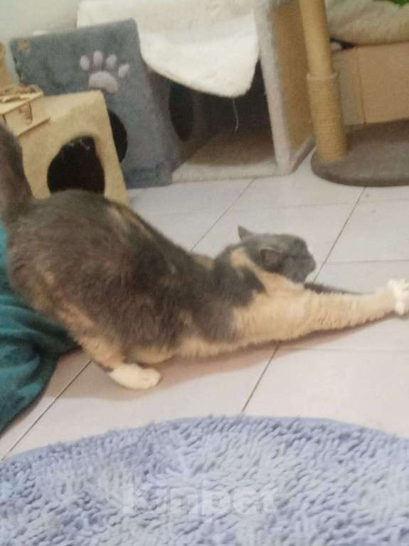 Кошки в Москве: Феня, 3 года, метис шотландской кошки, ищет дом. Москва Девочка, Бесплатно - фото 7