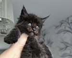 Кошки в Ржеве: Котята мей-кун от красивой пары❤️ Разнополые, Бесплатно - фото 4