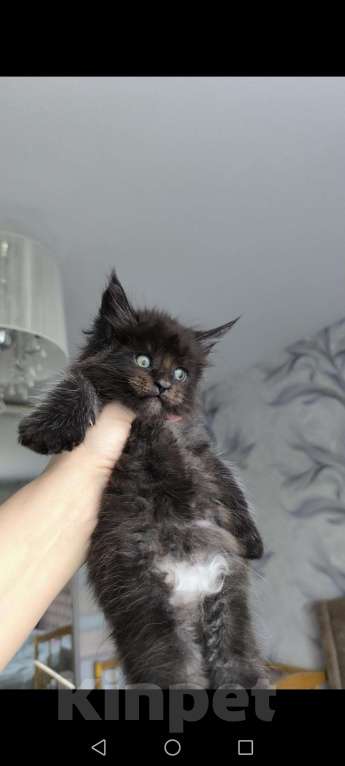 Кошки в Ржеве: Котята мей-кун от красивой пары❤️ Разнополые, Бесплатно - фото 4