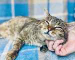 Кошки в Москве: Портос - кот со сложной судьбой в добрые руки Мальчик, Бесплатно - фото 8