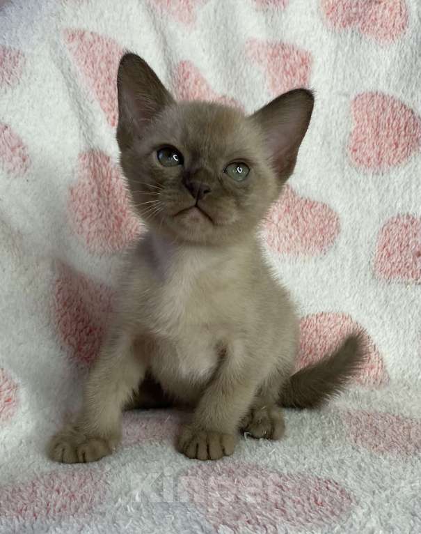 Кошки в Дмитрове: Шоколадный бурманский мальчик Baks Мальчик, 40 000 руб. - фото 5