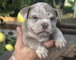 Собаки в Лыткарино: Девочка AMERICAN BULLY 🔥🔥🔥 Девочка, 110 000 руб. - фото 1