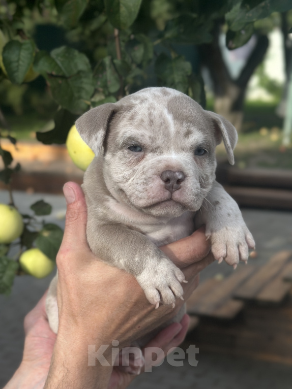 Собаки в Лыткарино: Девочка AMERICAN BULLY 🔥🔥🔥 Девочка, 110 000 руб. - фото 1