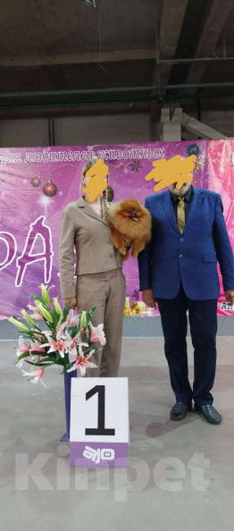 Собаки в Красноярске: Продаётся померанский шпиц редчайшего окраса Мальчик, Бесплатно - фото 3