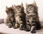 Кошки в Моздоке: Мейн-кун, 17 000 руб. - фото 2