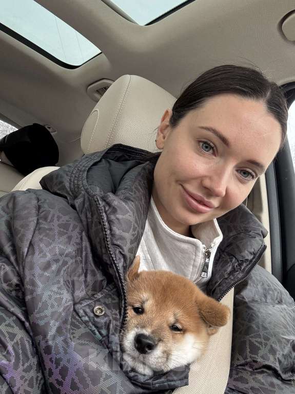 Собаки в Москве: Щенок сиба-ина Мальчик, 30 000 руб. - фото 2