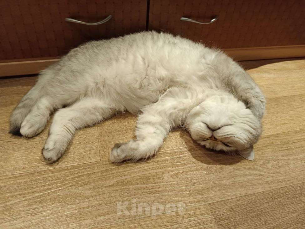 Кошки в Казани: Британский короткошерстный кот Мальчик, 5 000 руб. - фото 5