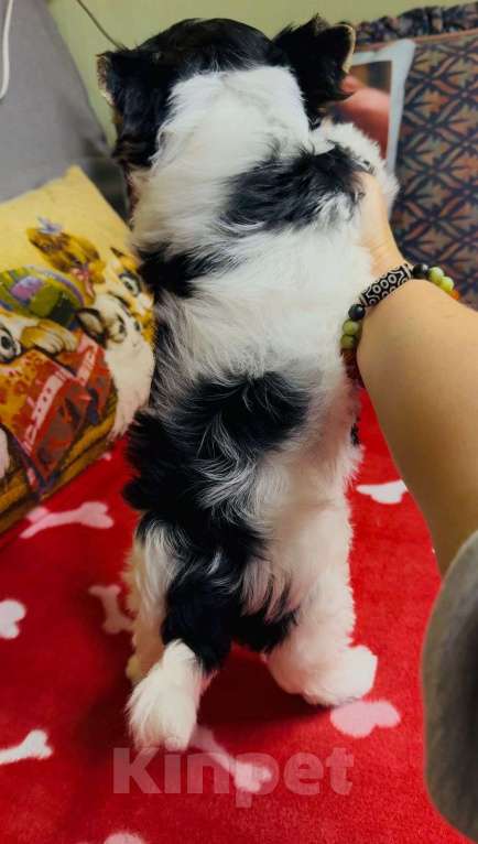 Собаки в Симферополе: шенки Бивера Мальчик, 60 000 руб. - фото 2