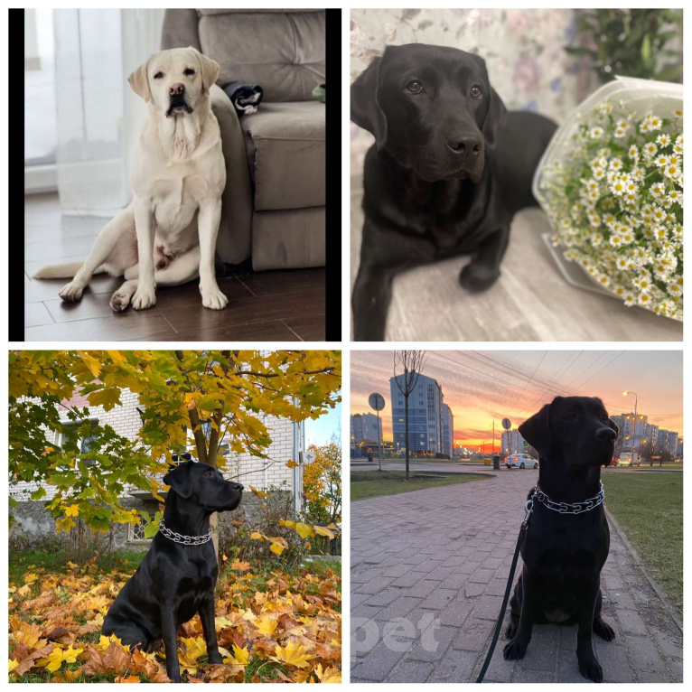 Собаки в других городах Калининградской области: Щенок Мальчик, 30 000 руб. - фото 2