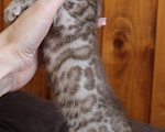 Кошки в Туле: Бенгальский котенок коричневый шоколад Мальчик, 30 000 руб. - фото 1
