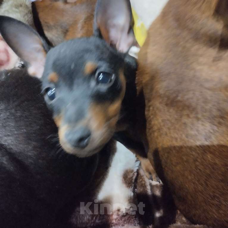 Собаки в других городах Краснодарского края: щенок цвергпинчера Девочка, 35 000 руб. - фото 2