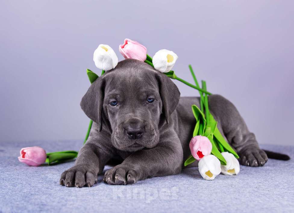 Собаки в Нижнем Новгороде: Немецкий Дог Чемпион Моего Сердца (Розовая лента) Девочка, 100 000 руб. - фото 1