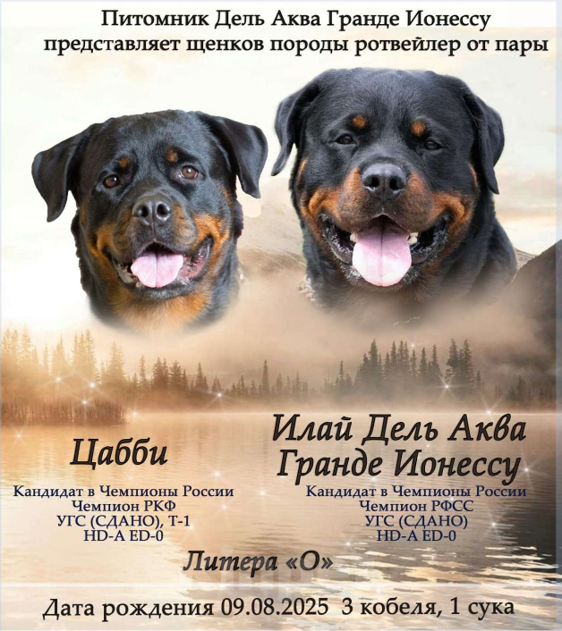 Собаки в Красноярске: Предлагается к продаже  Мальчик, Бесплатно - фото 4