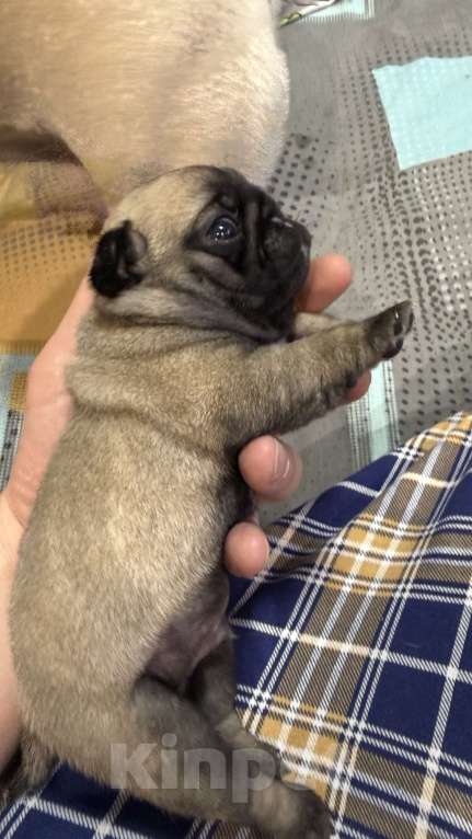 Собаки в Таганроге: Мопс Разнополые, Бесплатно - фото 3