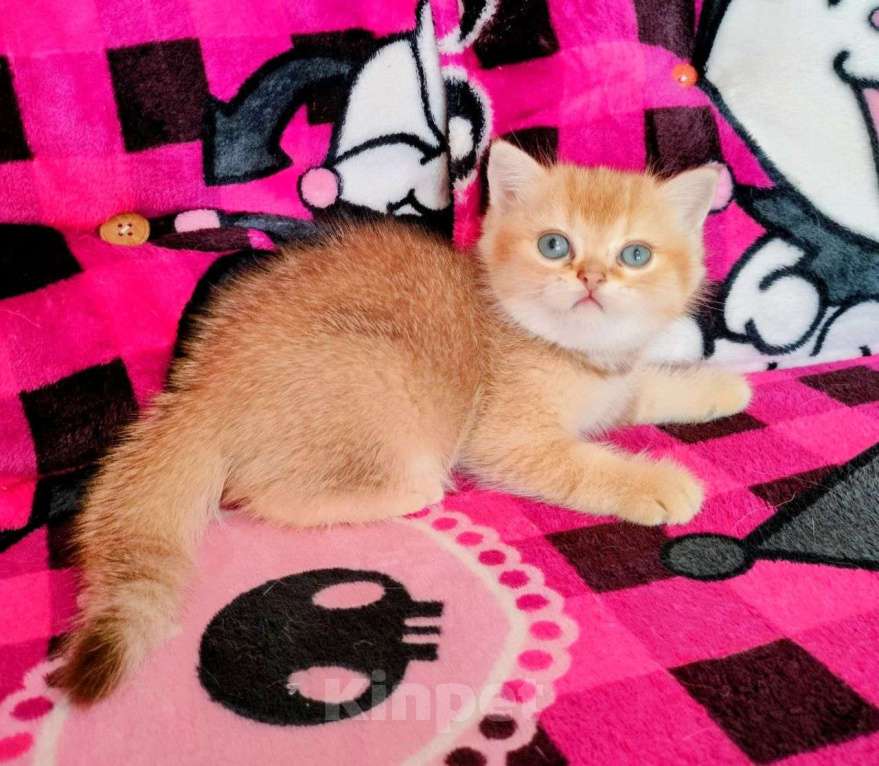 Кошки в Воронеже: Золотая шоколадная шиншилла Мальчик, 35 000 руб. - фото 1