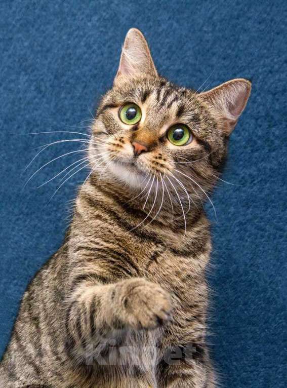 Кошки в Москве: Малышка Муся ищет дом и любящее сердце Девочка, Бесплатно - фото 1