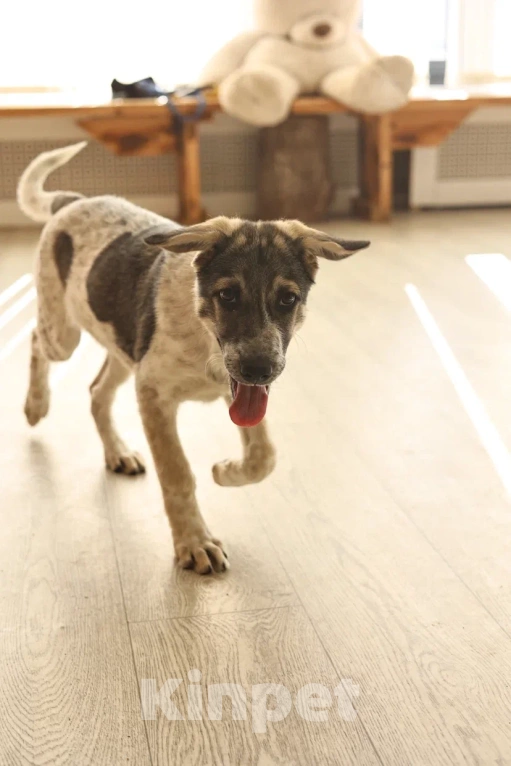 Собаки в Москве: Ищет семью скромная пятнистая девочка Девочка, Бесплатно - фото 5