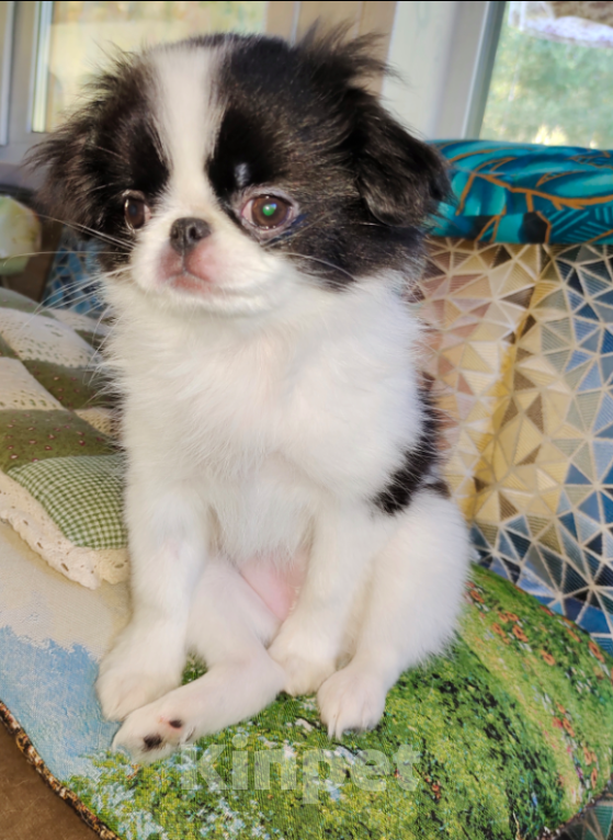 Собаки в Москве: Щенок японского хина девочка 3,5 месяца Девочка, Бесплатно - фото 2