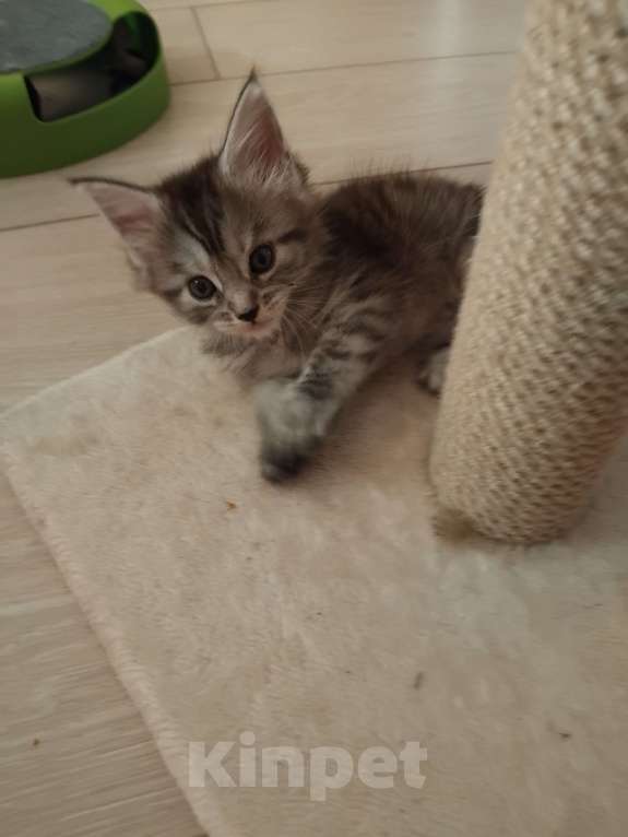 Кошки в Ставрополе: Лиана девочка Девочка, 15 000 руб. - фото 4