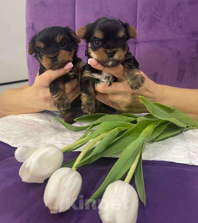 Собаки в Никольском: Очаровательные малыши  Мальчик, 24 850 руб. - фото 5