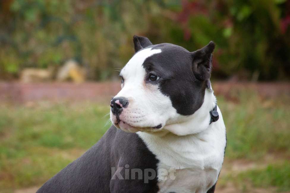 Собаки в других городах Московской области: Американский булли Xl/классик Девочка, 50 000 руб. - фото 2