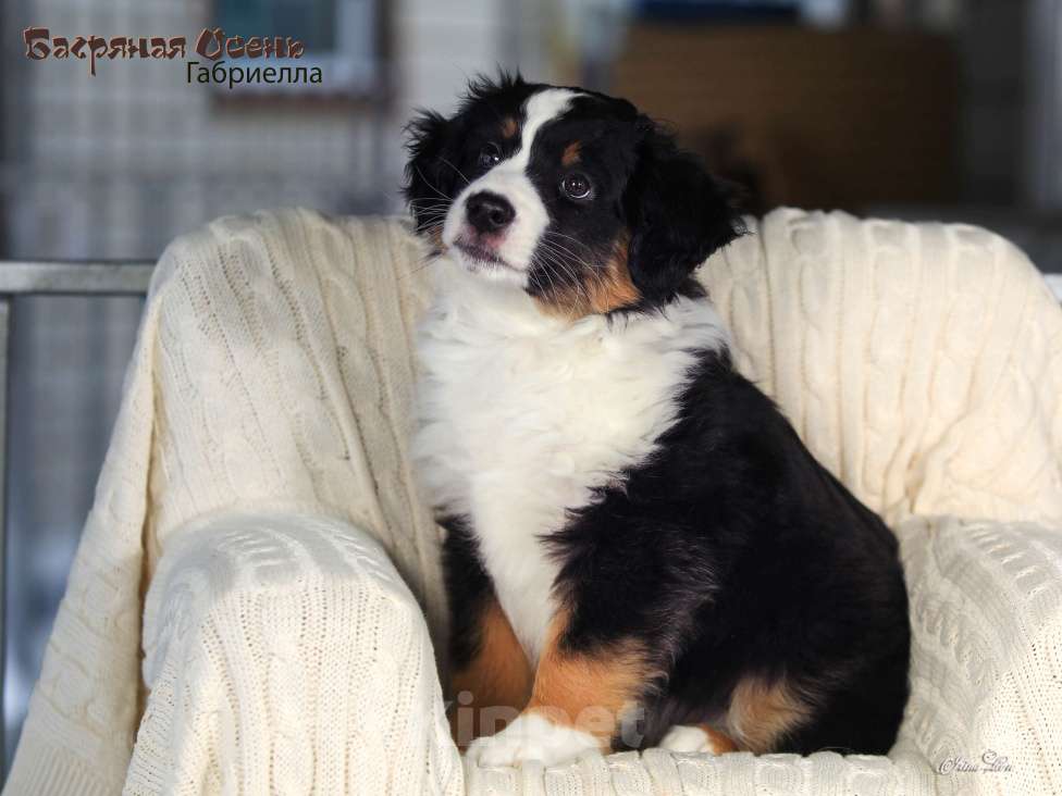 Собаки в других городах Московской области: Продается девочка миниаусси Девочка, 60 000 руб. - фото 5