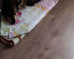 Собаки в Домодедово: Найдена собака (мальчик) Мальчик, Бесплатно - фото 2