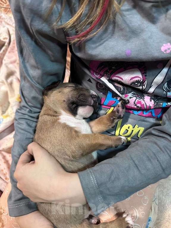 Собаки в Москве: Девочка миниатюрного бультерьера щенок Девочка, 45 000 руб. - фото 3