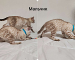Кошки в Перми: Снежный бенгал роскошный окрас Мальчик, 50 000 руб. - фото 3