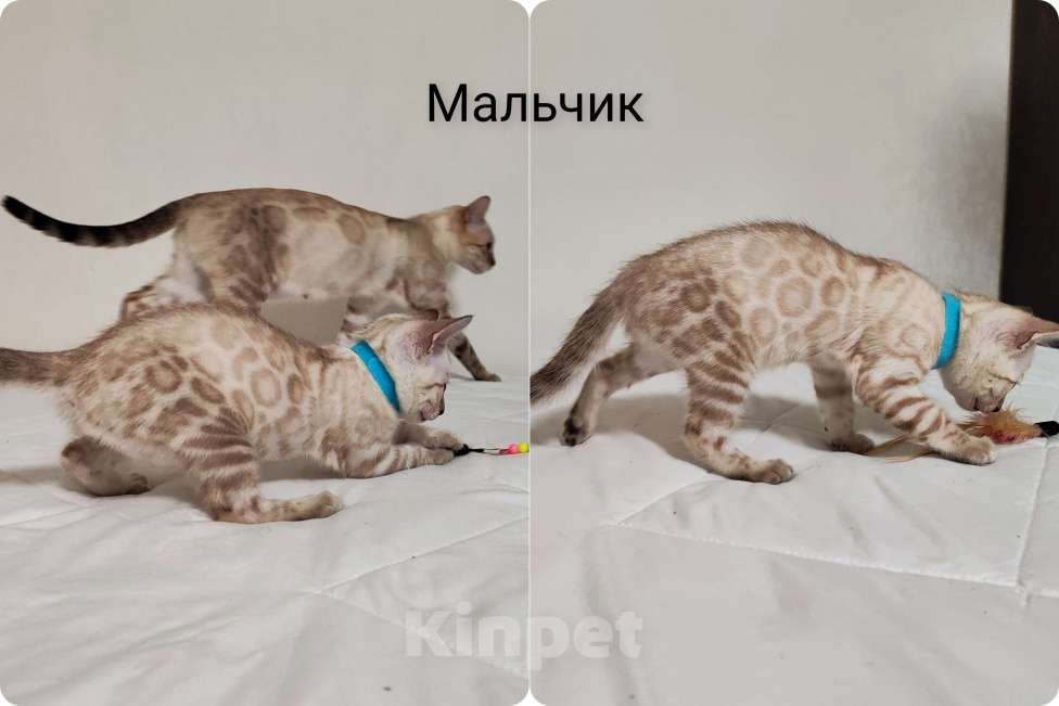 Кошки в Перми: Снежный бенгал роскошный окрас Мальчик, 50 000 руб. - фото 3